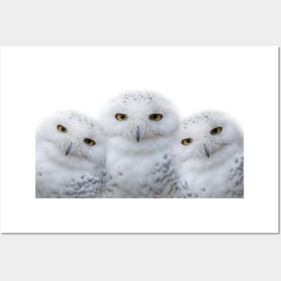 Mother Snowy Owl & Owlets Posters and Art